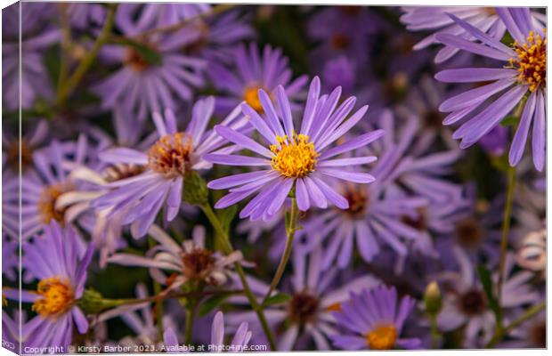 Purple Aster Canvas Print by Kirsty Barber