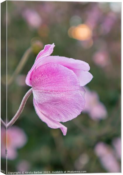 Pink flower Canvas Print by Kirsty Barber