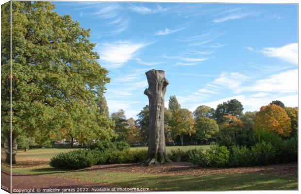 old tree Canvas Print by malcolm james