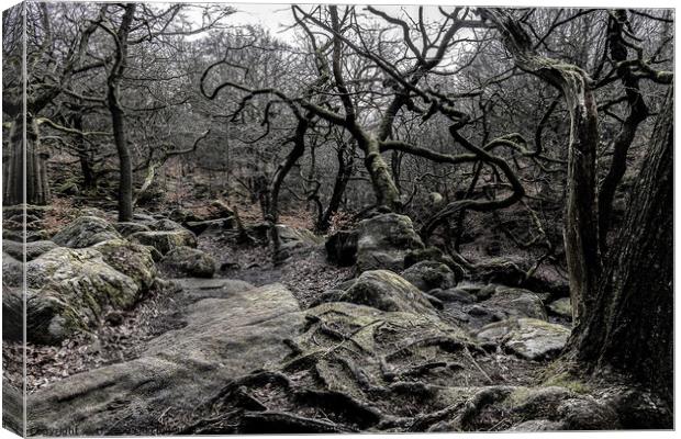 Twisted Forest Canvas Print by Horace Goodenough