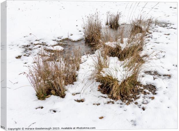 Frozen Canvas Print by Horace Goodenough