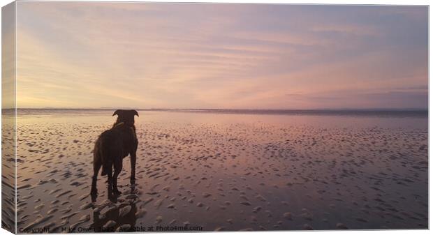 Dog on Beach admiring the sunset Canvas Print by Mike Owen