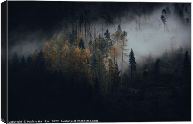 Dark Trees in the Trossachs, Scotland Canvas Print by Pauline Hamilton