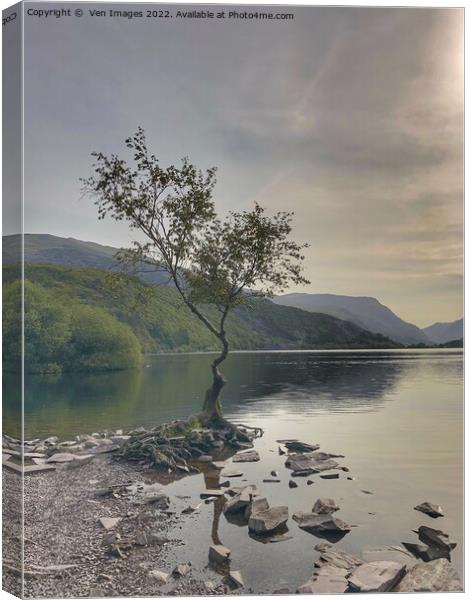 lonely tree on the shore of Llyn Padarn, Snowdonia Canvas Print by  Ven Images