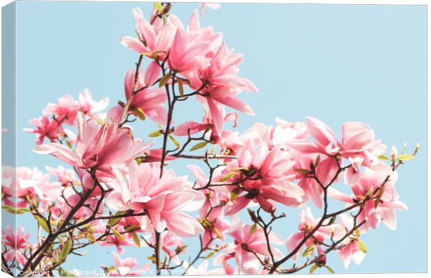 Pink magnolias Canvas Print by Millie Brand