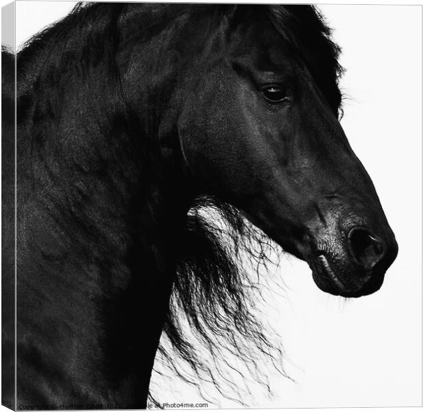 Friesian Horse headshot Canvas Print by Heather Oliver