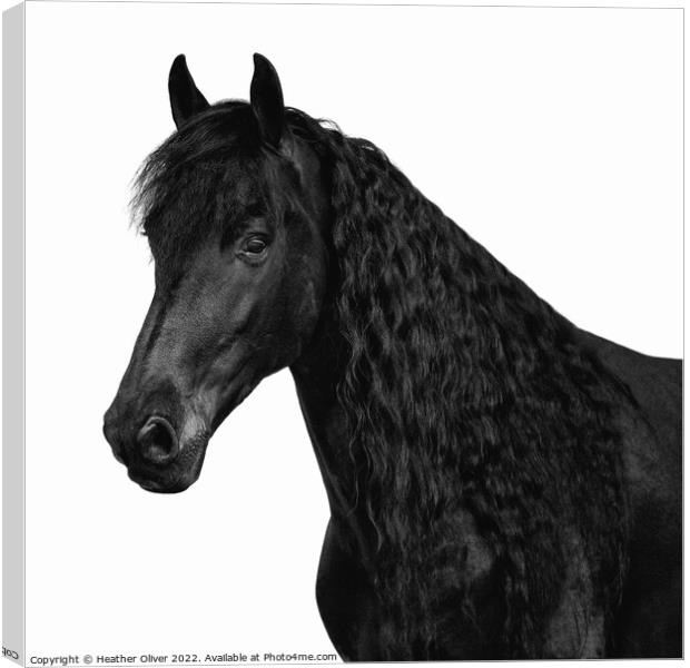 Friesian Black Beauty Canvas Print by Heather Oliver