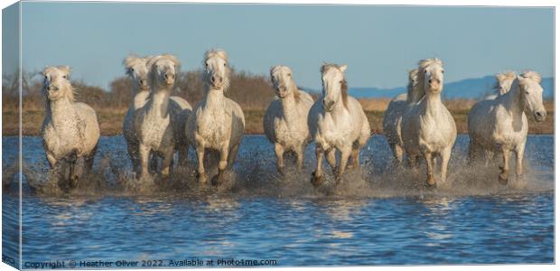 Ten Camargue Horses Canvas Print by Heather Oliver