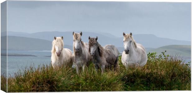 Eriskay Ponies Scotland Canvas Print by Heather Oliver