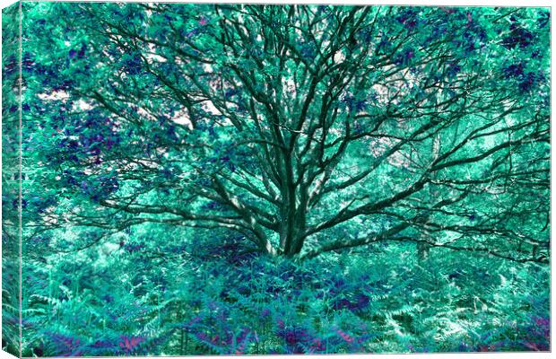 Grand Tree - Aqua Canvas Print by Adrian Burgess