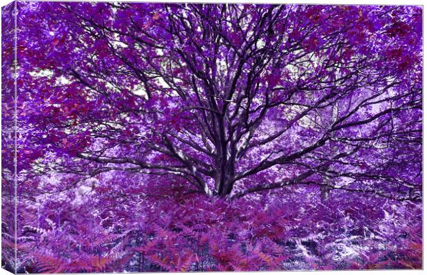 Grand Tree - Purple Canvas Print by Adrian Burgess