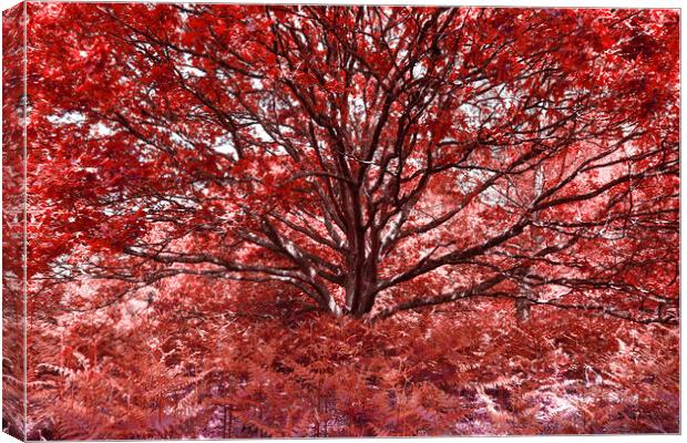 Grand Tree - Red Canvas Print by Adrian Burgess
