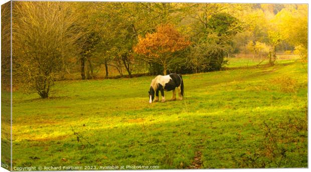 A Grazing Horse Canvas Print by Richard Fairbairn