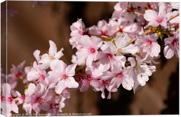 Cherry Blossoms Canvas Print by Philip Thulbourn