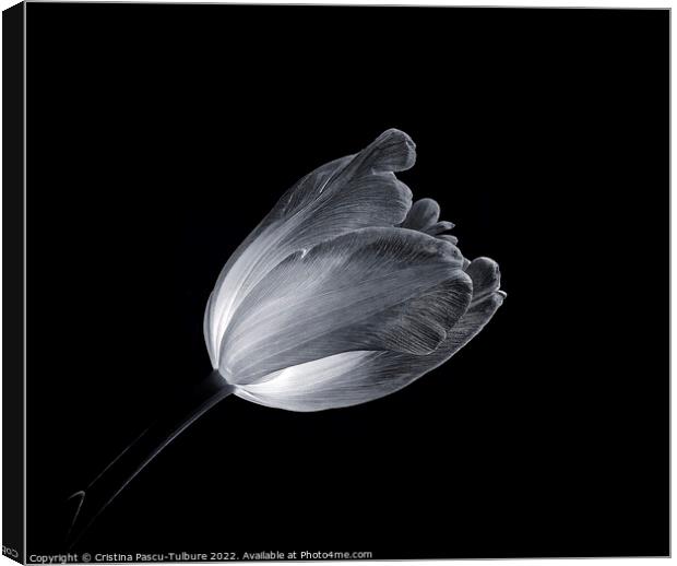 Monochrome tulip Canvas Print by Cristina Pascu-Tulbure