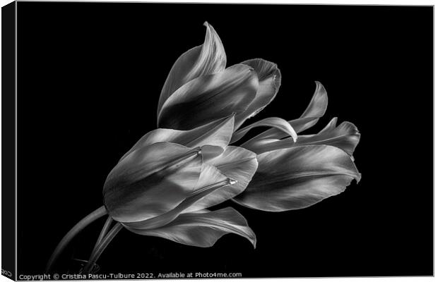 Monochrome tulips Canvas Print by Cristina Pascu-Tulbure