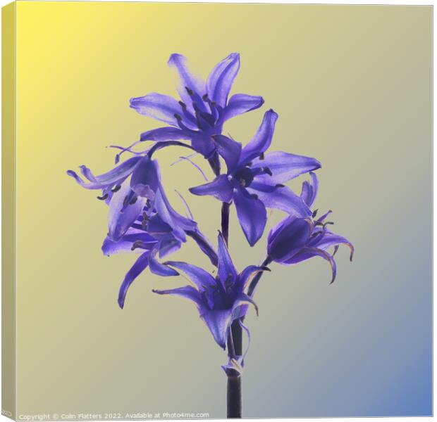 Hyacinthoides hispanica in Colour  Canvas Print by Colin Flatters