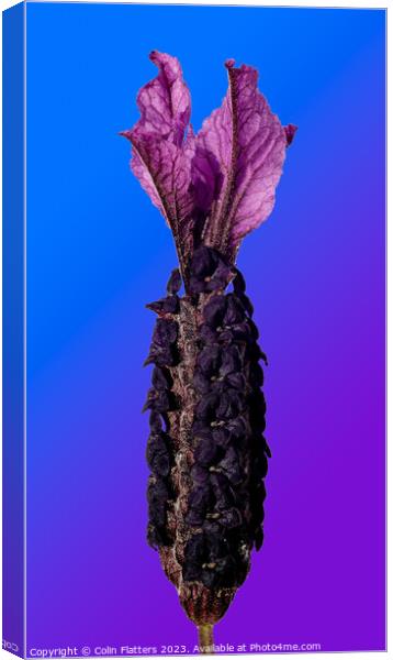Others Lavendar on Blue/Purple background  Canvas Print by Colin Flatters