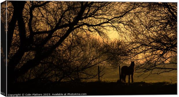 Pony Grazing at sunset - River Welland, Deeping StJames Canvas Print by Colin Flatters