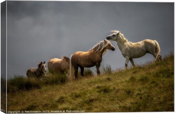 Welsh Mountain Ponies Canvas Print by Neil Edwards