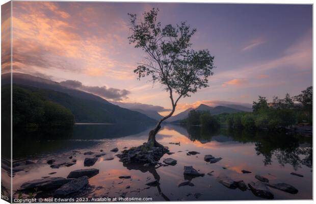 The Lone Tree Canvas Print by Neil Edwards