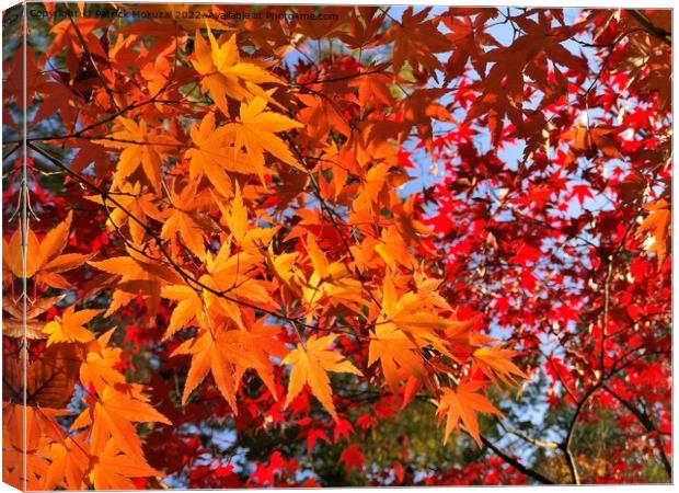 Autumn Leaves in Japan Canvas Print by Patrick Mokuzai