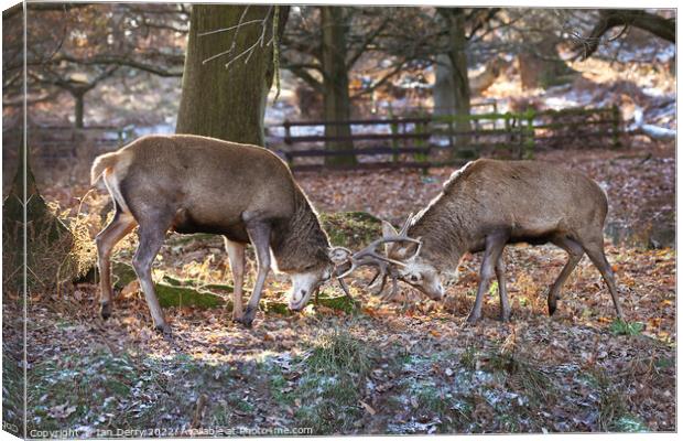 Red Deer Sparring  Canvas Print by Ian Derry