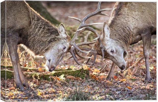 Red Deer Sparring 2 Canvas Print by Ian Derry
