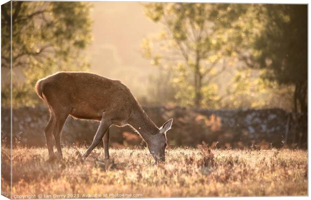 Red Deer Hind at  dusk Canvas Print by Ian Derry