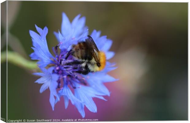 Beauty and the bee Canvas Print by Susan Southward