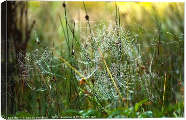 Webs of Deception Canvas Print by Susan Southward