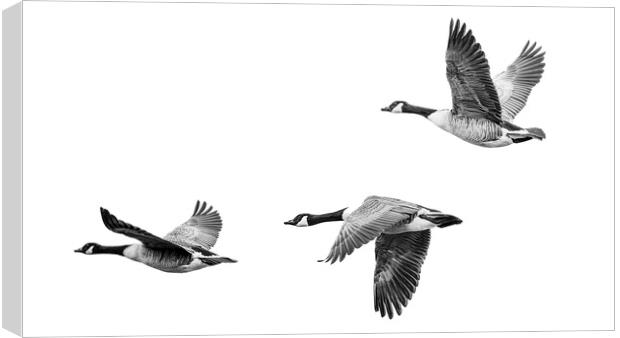 Canada Geese Canvas Print by Stephen Young
