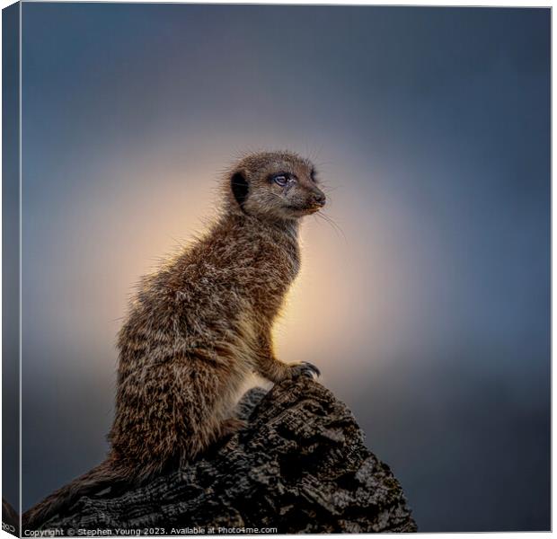 Territorial Meerkat Keeps Watch at Sunset Canvas Print by Stephen Young