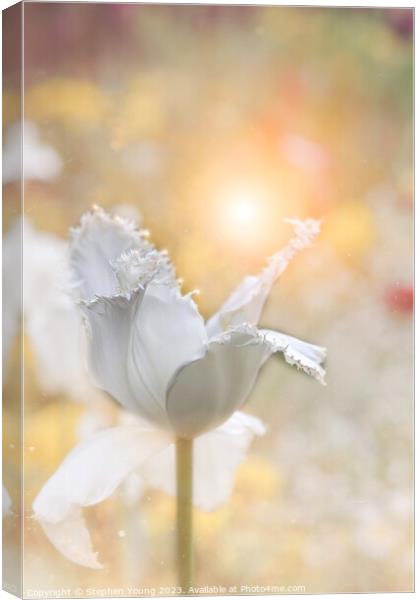Dusty White Tulip Flower Canvas Print by Stephen Young