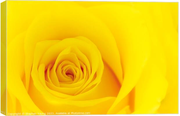 Yellow Rose Canvas Print by Stephen Young