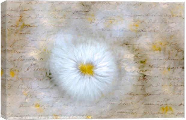 Daisy Love Letter Canvas Print by Stephen Young