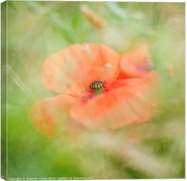 Poppy in Cornfield Canvas Print by Stephen Young