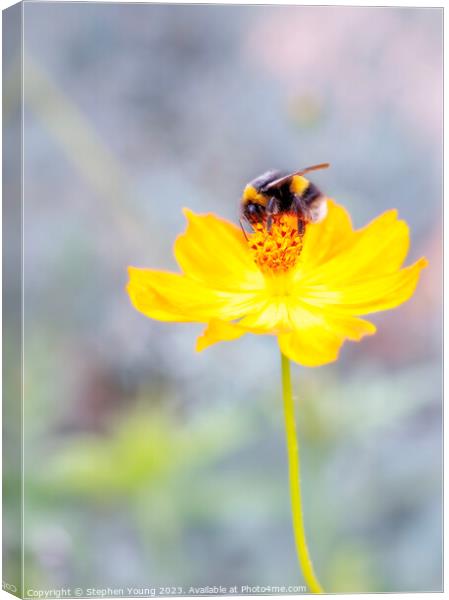 Bee on Flower Canvas Print by Stephen Young