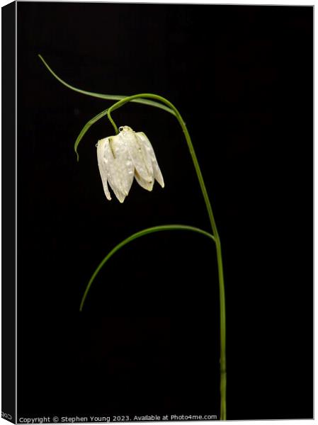 Nature's Drama: Fritillaria on Black Canvas Print by Stephen Young