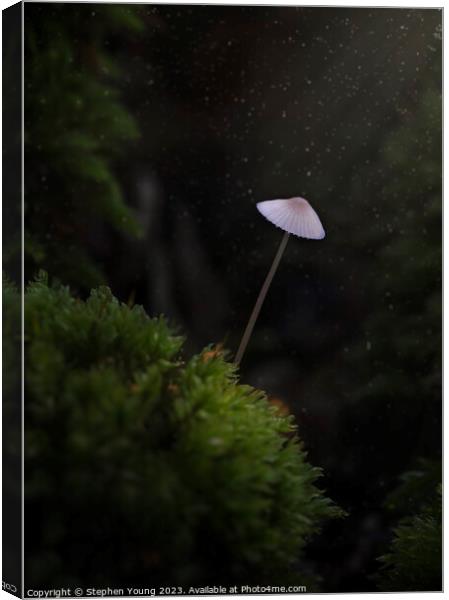 Mystical Forest Moments: Old English Woodland Mushroom Canvas Print by Stephen Young