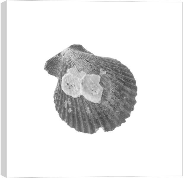 Sea Shell - Black and White Canvas Print by Stephen Young