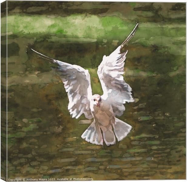 Tern in Flight. Canvas Print by Anthony Moore