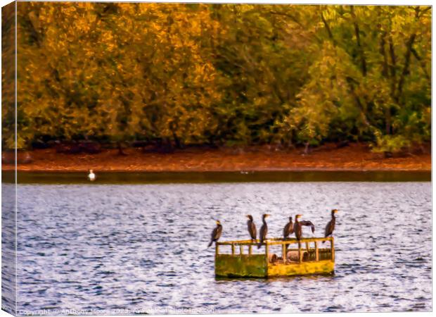 Cormorants   Canvas Print by Anthony Moore