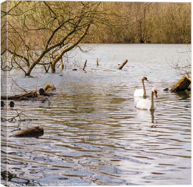Daventry Country Park Canvas Print by Anthony Moore
