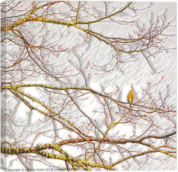 Finch on a Branch. Canvas Print by Anthony Moore