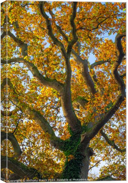 Wavy Tree Canvas Print by Anthony Moore