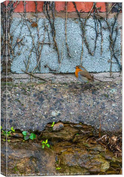 Robin Canvas Print by Anthony Moore