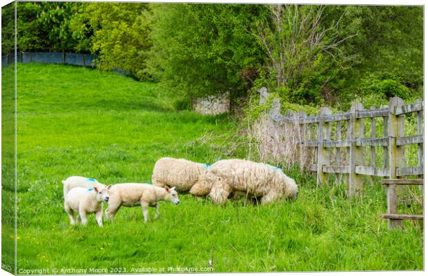 Lambs. Canvas Print by Anthony Moore