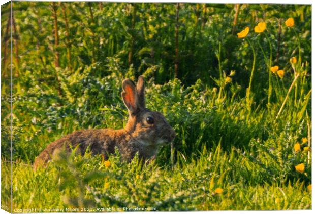 Majestic Cottontail on Lush Field Canvas Print by Anthony Moore