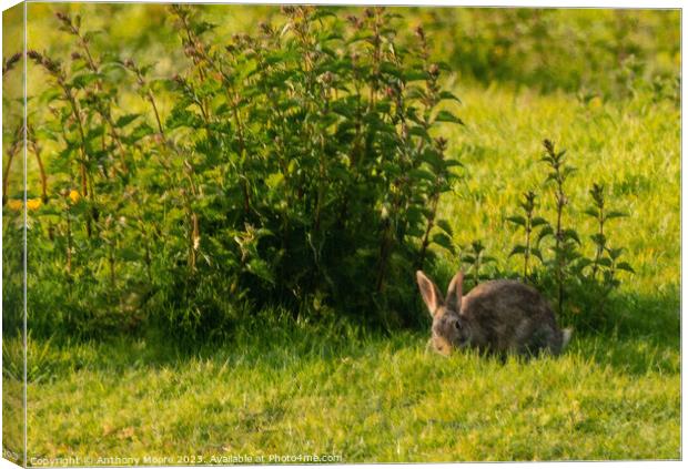 Bunny. Canvas Print by Anthony Moore